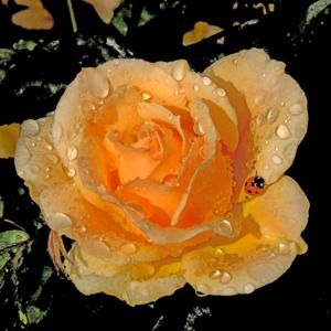 Meet your Posher, Teri